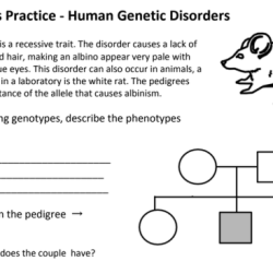 Pedigrees practice human genetic disorders answer key