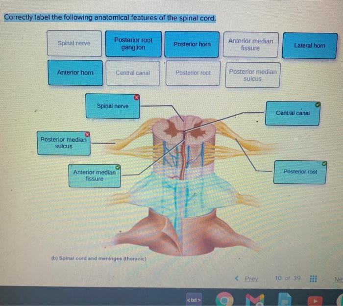 Forearm arm anatomy muscle muscles anterior superficial layer group therapy occupational human workout nerve upper body arterial supply ulnar atlas