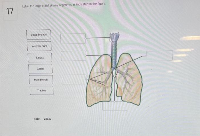 Label the large airway segments indicated in the figure