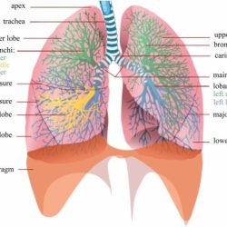 Anatomy respiratory lungs system physiology nurseslabs lung human body right nursing breathing organs left airways board systems main which students