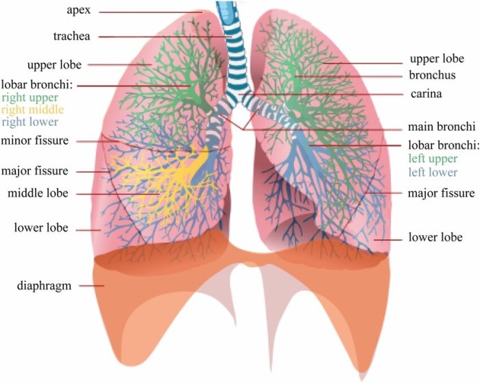 Anatomy respiratory lungs system physiology nurseslabs lung human body right nursing breathing organs left airways board systems main which students