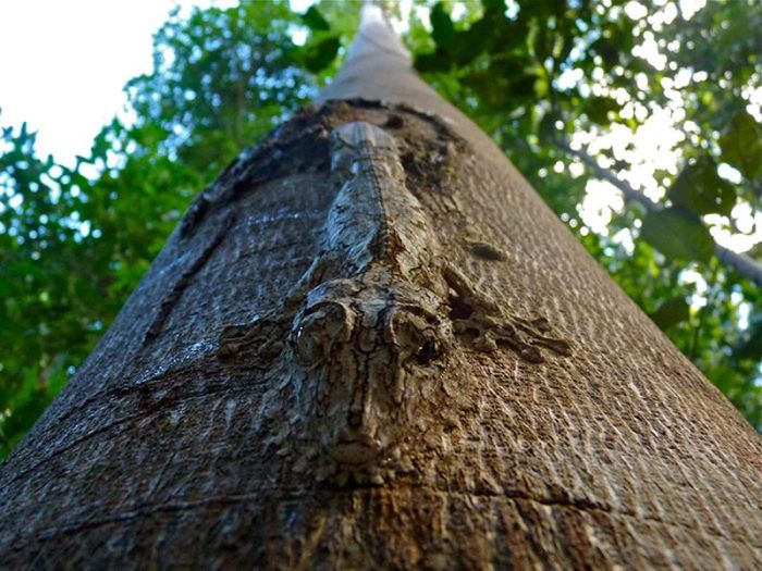 Camouflage animal animals spot hidden photographs these frog gray tree