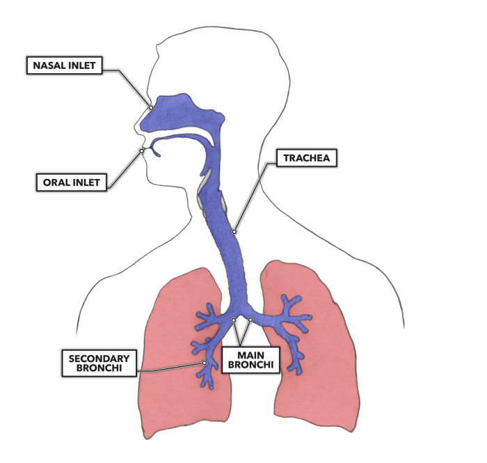 Pleural lungs bronchiectasis bronchoscopy lung effusion bronchopulmonary cavity segments pleura bronchus auscultation trachea pleurisy bronchial healthjade