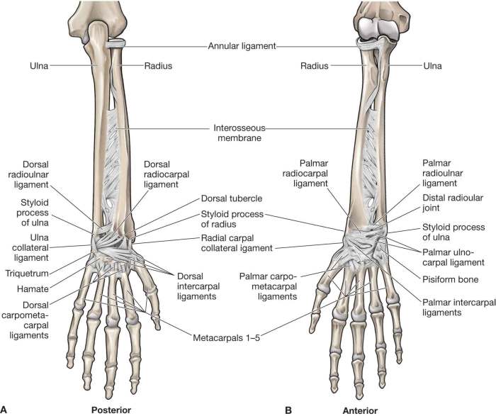 Label the anatomical features of the forearm and wrist