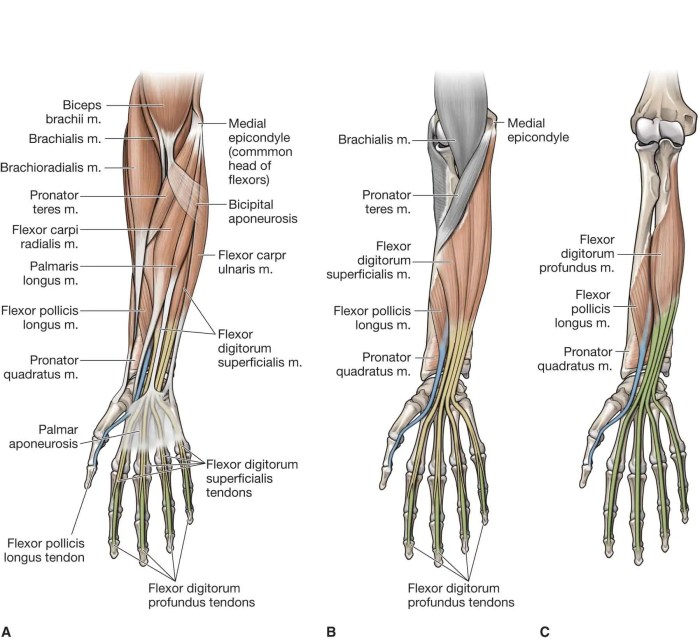 Forearm anatomy surface back human body fig chestofbooks anterior drawing muscle draw reference carpi ulnaris flexor construction health edge