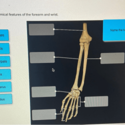 Label the anatomical features of the forearm and wrist