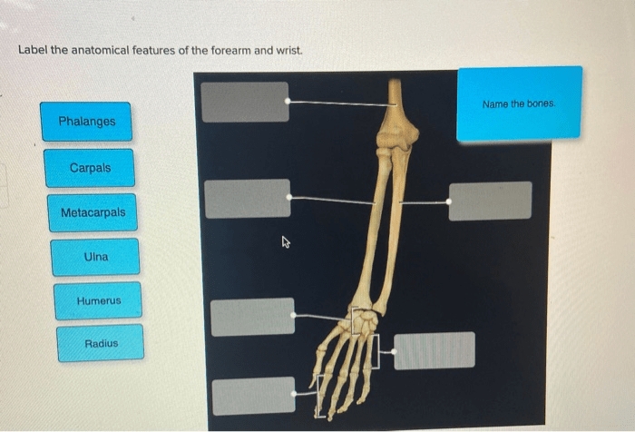 Label the anatomical features of the forearm and wrist